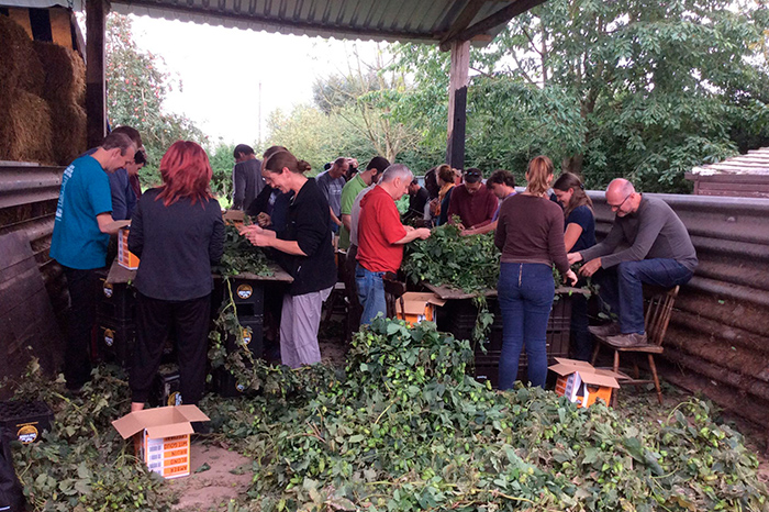 Gruppe von Menschen bei der Hopfenernte